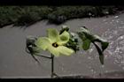 香葵-花葉03.JPG
