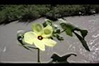 香葵-花葉04.JPG
