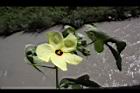 香葵-花葉05.JPG