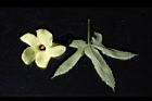 香葵-花葉06.JPG