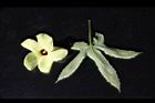 香葵-花葉07.JPG