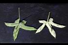 香葵-花葉08.JPG