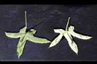 香葵-花葉09.JPG