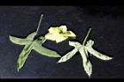 香葵-花葉11.JPG