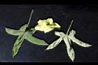 香葵-花葉12.JPG