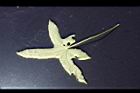 香葵-葉背5.JPG