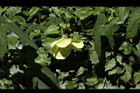 香葵00.JPG