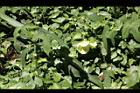 香葵03.JPG