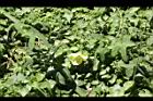 香葵06.JPG
