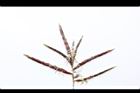 香附子-花穗04.JPG