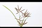 香附子-花穗12.JPG