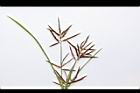 香附子-花穗13.JPG