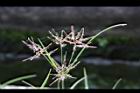香附子-花穗15.JPG