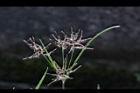 香附子-花穗17.JPG