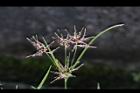 香附子-花穗18.JPG
