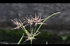 香附子-花穗19.JPG