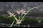 香附子-花穗20.JPG