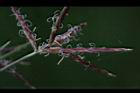 香附子-花穗33.JPG