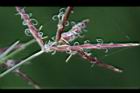 香附子-花穗35.JPG