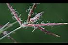 香附子-花穗36.JPG