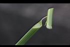 香附子-花莖0.JPG