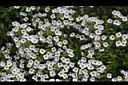 香雪球-花00.JPG