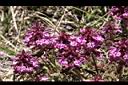 馬先蒿-花01.JPG