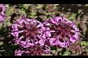 馬先蒿-花08.JPG