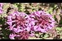 馬先蒿-花09.JPG