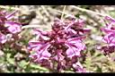 馬先蒿-花20.JPG