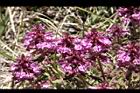 馬先蒿-花02.JPG