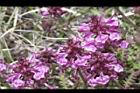 馬先蒿-花03.JPG