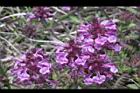 馬先蒿-花06.JPG