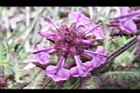 馬先蒿-花13.JPG