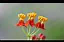 馬利筋-花2.jpg