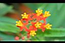 馬利筋-花3.jpg