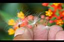 馬利筋-花5.jpg