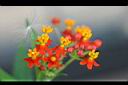 馬利筋-花6.jpg