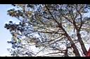 馬尾松-枝01.JPG