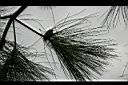 馬尾松-葉18.JPG