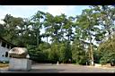 馬尾松41.JPG