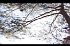 馬尾松-枝05.JPG
