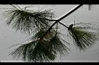 馬尾松-葉23.JPG