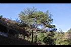 馬尾松36.JPG