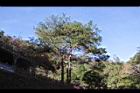 馬尾松39.JPG