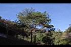 馬尾松40.JPG