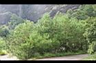 馬尾松43.JPG