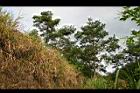 馬尾松50.JPG