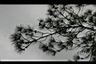 馬尾松54.JPG