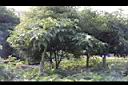 馬拉巴栗00.JPG